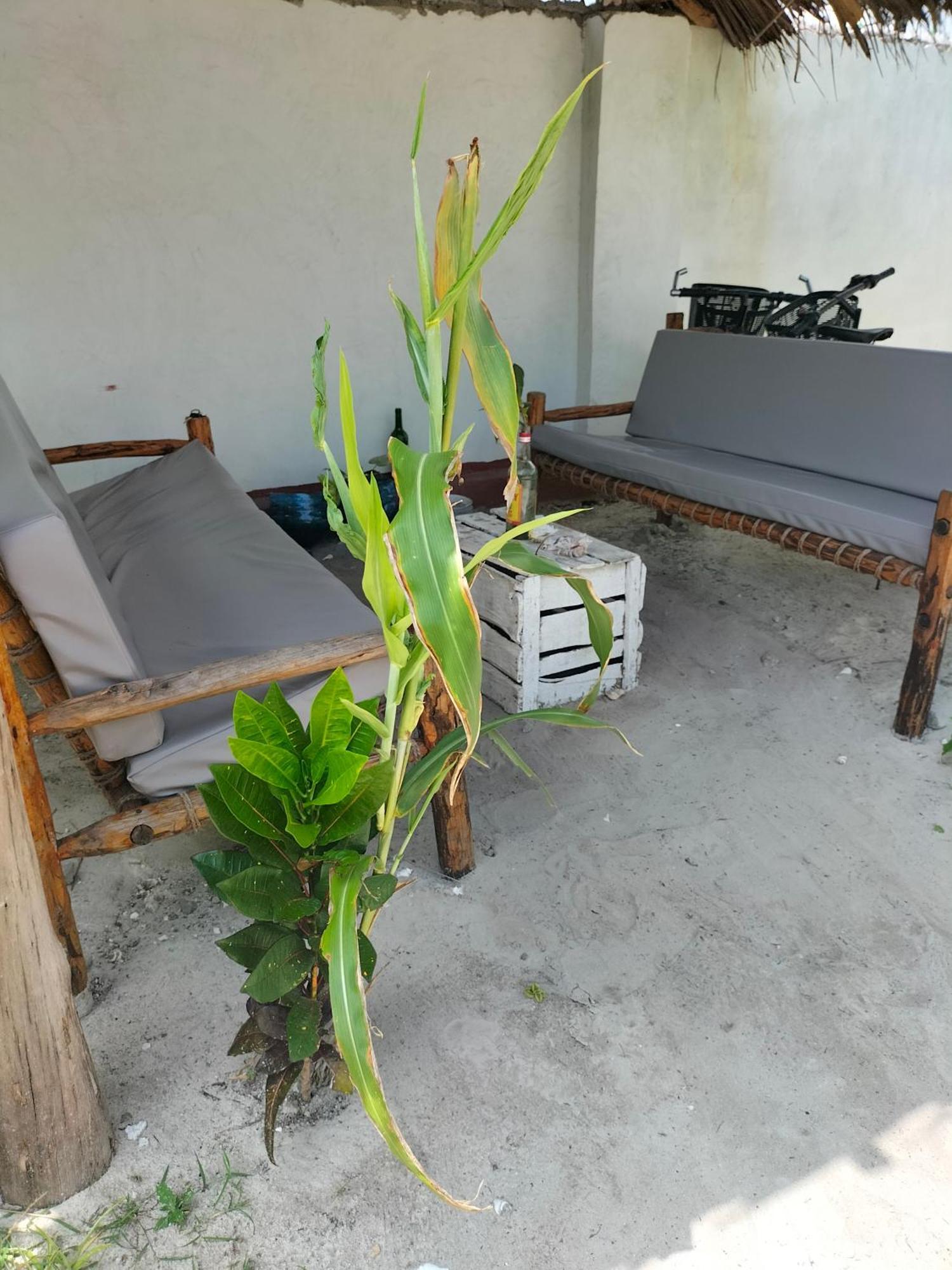 Mambo Leo Hostel Paje Eksteriør bilde
